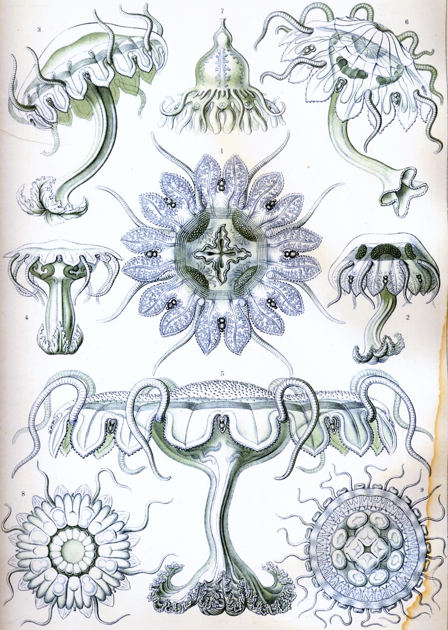 Jellyfish