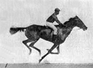 Horse archive