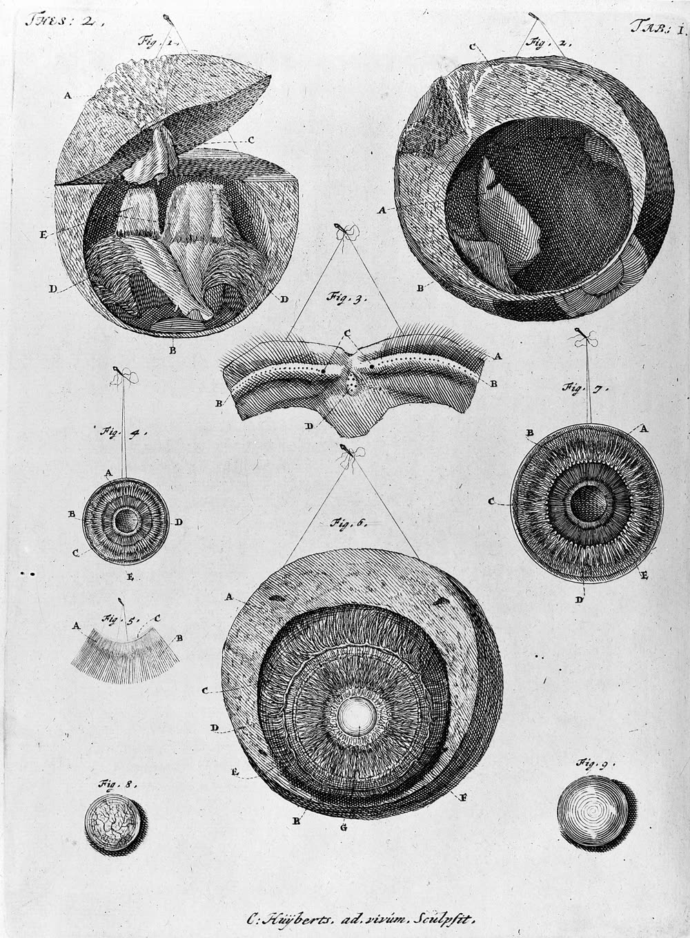 1702 anatomical eye engraving from Wellcome Library